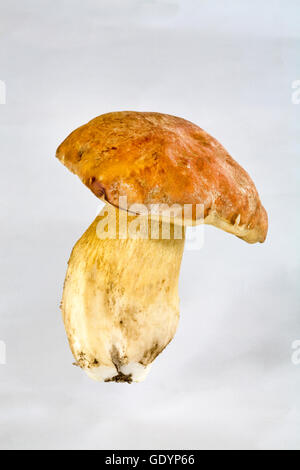 Ein Frühling Bolete wild Speisepilz, Boletus Rex-Veris oder Steinpilze Pilz, gefunden im pazifischen Nordwesten im Frühjahr. Stockfoto