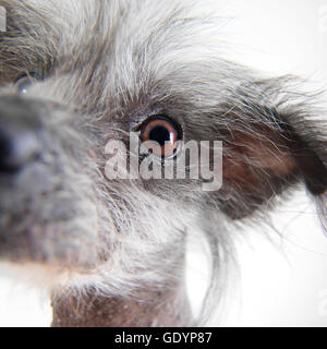 Gesichtsbesamung Nahaufnahme des Chinese Crested Dog. Stockfoto