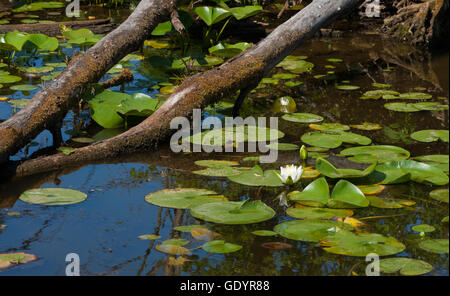 Seerosenteich mit Seerosen und verfallende Niederlassungen. Sapsucker Wald Teich, Cornell Labor von Vogelkunde, Ithaca, NY. Stockfoto