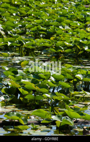 Patch von Seerosen in einen Seerosenteich. Sapsucker Wald Teich, Cornell Labor von Vogelkunde, Ithaca, NY. Stockfoto