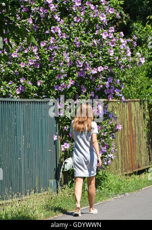 Frau geht auf der Straße neben einem Busch Malve Stockfoto