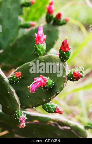 Nahaufnahme von roten Feigenkaktus Kaktusblüte, Caripe, Monagas, Venezuela Stockfoto
