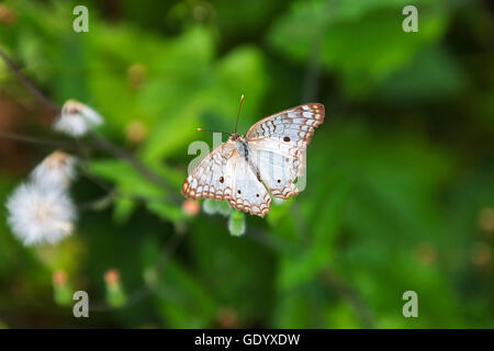 Weiße Tagpfauenauge (Anartia Jatrophae) auf wilde Blume, Canaima-Nationalpark, Venezuela Stockfoto