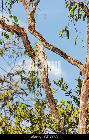 Große aber (Nyctibius Grandis) hocken auf Baum Ast, Orinoco Delta, Venezuela Stockfoto