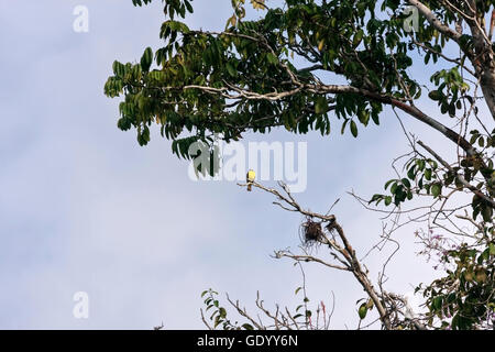 Große Kiskadee (Pitangus Sulphuratus) hocken auf Ast des Baumes, Orinoco Delta, Venezuela Stockfoto