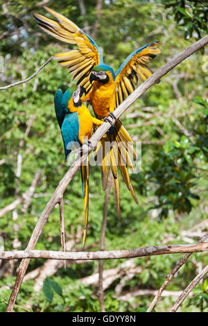 Gold und blau-Ara (Ara Ararauna) hocken auf tree Branch, Orinoco Delta, Venezuela Stockfoto