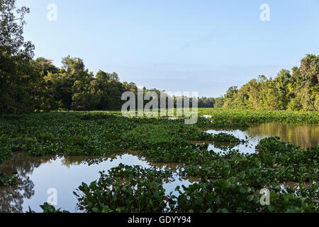 Wasser-Hyazinthe im Fluss Orinoco-Delta, Venezuela Stockfoto