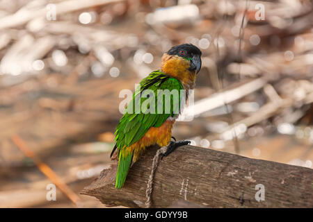 Black-headed Papagei (Pionites Melanocephalus) hocken auf Baumstamm, Orinoco Delta, Venezuela Stockfoto