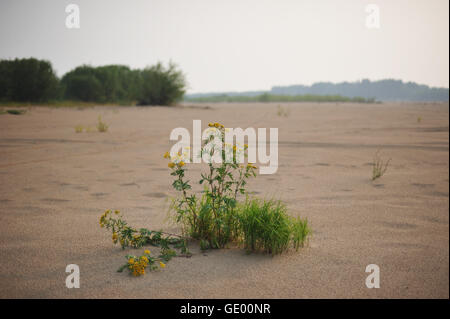 Rainfarn Blume Nahaufnahme Wachstum am Sandstrand. Stockfoto