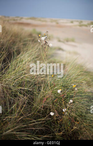 Löwenzahn Blumen auf Feld, Renesse, Schouwen-Duiveland, Zeeland, Niederlande Stockfoto