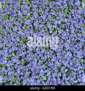 Blumenkarte mit Vielzahl wilden kleinen blauen Blüten der Aubrieta quadratisch Stockfoto