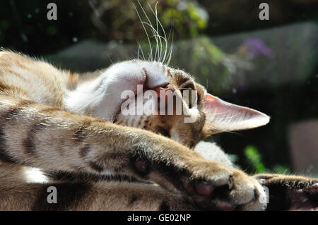 Weibliche Schokolade braun tubby Siam / Orientalisch Kurzhaar Katze in der Sonne ruhen. Stockfoto