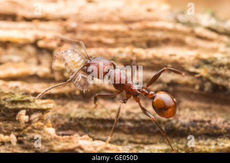 Ein Arbeiter mit Wirbelsäulenhalm (Aphaenogaster tennesseensis) trägt sein gesplättetes Essen, eine Laus, zurück zu seinem Nest. Stockfoto