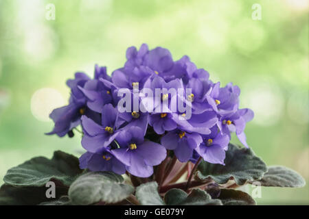 wunderschöne violette Viola Blume in einem Topf auf der Fensterbank Stockfoto