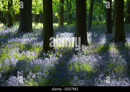 Bluebell Holz, in der Nähe von Stow-on-the-Wold, Cotswolds, Gloucestershire, England, Vereinigtes Königreich, Europa Stockfoto