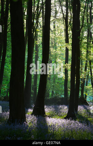 Bluebell Holz, in der Nähe von Stow-on-the-Wold, Cotswolds, Gloucestershire, England, Vereinigtes Königreich, Europa Stockfoto