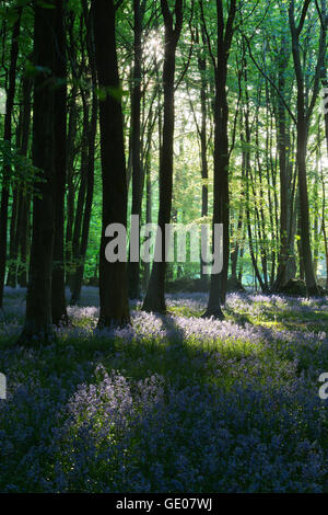 Bluebell Holz, in der Nähe von Stow-on-the-Wold, Cotswolds, Gloucestershire, England, Vereinigtes Königreich, Europa Stockfoto