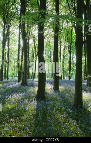 Bluebell Holz, in der Nähe von Stow-on-the-Wold, Cotswolds, Gloucestershire, England, Vereinigtes Königreich, Europa Stockfoto