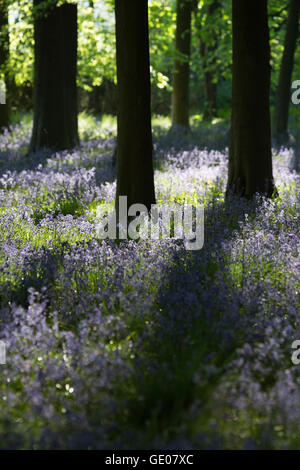 Bluebell Holz, in der Nähe von Stow-on-the-Wold, Cotswolds, Gloucestershire, England, Vereinigtes Königreich, Europa Stockfoto