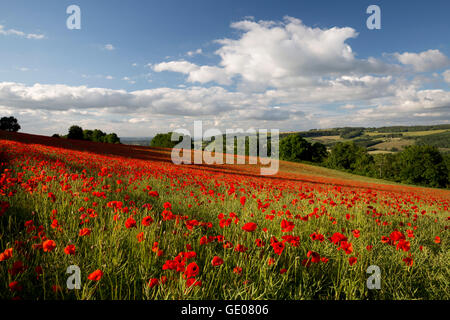 Bereich der rote Mohn, in der Nähe von Winchcombe, Cotswolds, Gloucestershire, England, Vereinigtes Königreich, Europa Stockfoto