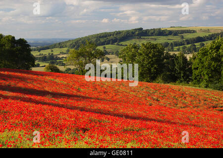 Bereich der rote Mohn, in der Nähe von Winchcombe, Cotswolds, Gloucestershire, England, Vereinigtes Königreich, Europa Stockfoto