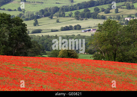 Bereich der rote Mohn, in der Nähe von Winchcombe, Cotswolds, Gloucestershire, England, Vereinigtes Königreich, Europa Stockfoto