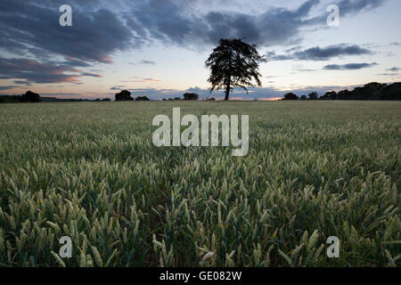 Weizen Feld und Kiefer Baum bei Sonnenuntergang, in der Nähe von Chipping Campden, Cotswolds, Gloucestershire, England, Vereinigtes Königreich, Europa Stockfoto