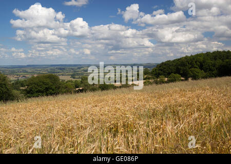 Blick über Gerstenfeld und Warwickshire Landschaft, Ilmington, Cotswolds, Warwickshire, England, Vereinigtes Königreich, Europa Stockfoto