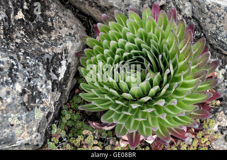 Junge Pflanze Riese Lobelie (Lobelia Deckenii), Mount Kilimanjaro National Park, Tansania Stockfoto