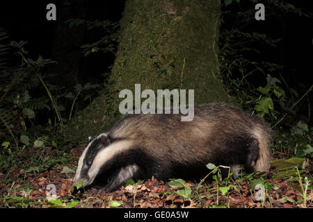 Europäischer Dachs Stockfoto