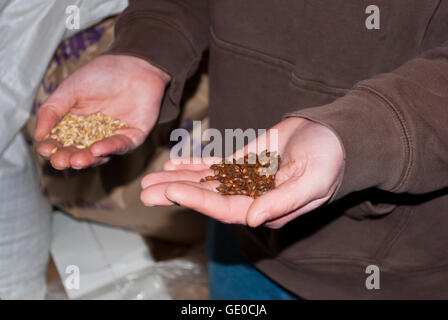 Der Braumeister bei McMenamins Edgfield hält gemälzte Getreide Oregon USA Stockfoto