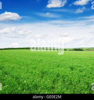 Wiese und blauer Himmel Stockfoto