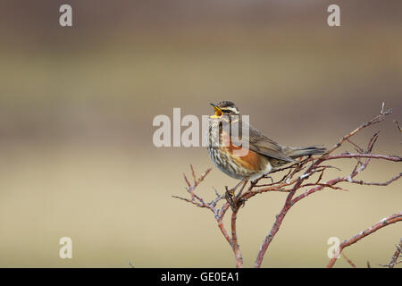 Redwing - singen Turdus Iliacus See Myvatn Island BI028974 Stockfoto