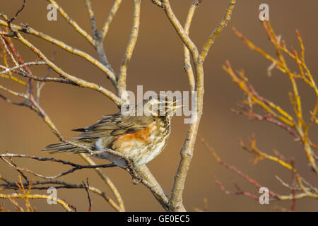 Redwing - singen Turdus Iliacus See Myvatn Island BI028976 Stockfoto