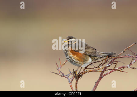 Rotdrossel Turdus Iliacus See Myvatn Island BI028981 Stockfoto