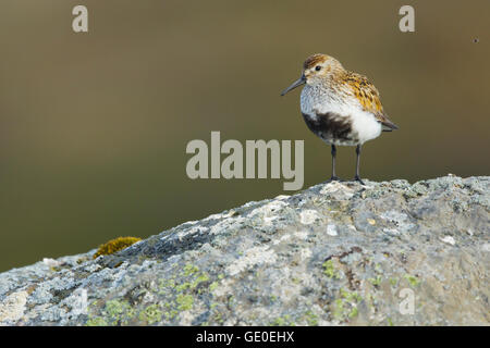 Alpenstrandläufer - auf Felsen Calidris Alpina Merakkasletta Halbinsel Island BI028982 Stockfoto