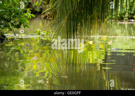 die Landschaft und Flüsse Allround Stadt Tha Kha in westlich von der Stadt von Bangkok in Thailand in der Provinz Samut Songkhram Stockfoto