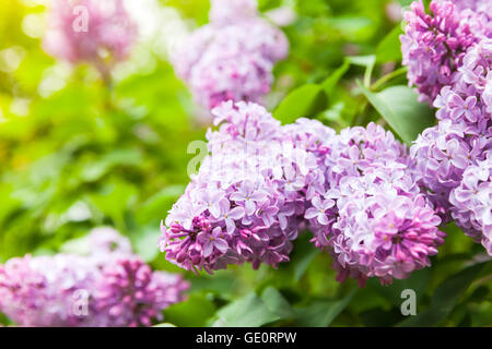 Hell lila Blumen, blühende Gehölz im Sommergarten Stockfoto