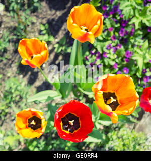 Bunte Tulpen Blumen im Frühling Garten, quadratische Spitze sehen Sie Fotos mit Tiefenschärfe und Tonwertkorrektur Filter, alten Stil Stockfoto