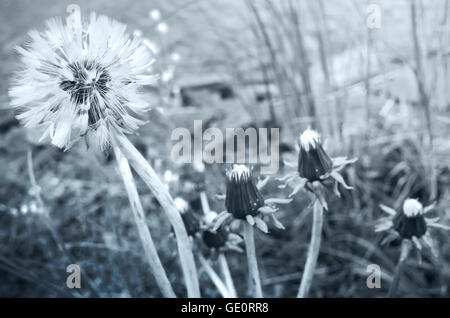 Blühenden Löwenzahn Blume an der Küste von See, blau getönten Foto mit selektiven Fokus Stockfoto