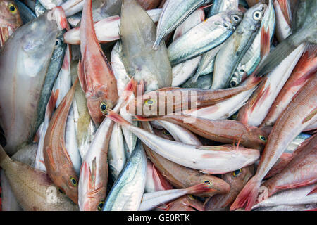 Hafen von Budva, Montenegro - verschiedene Arten von Fischen gefangen in der Adria Stockfoto