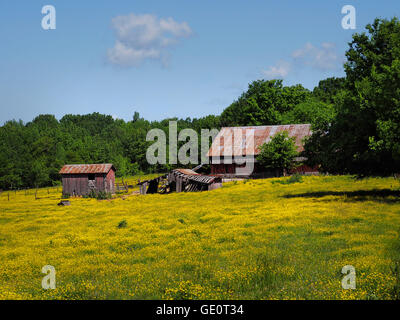 Landwirtschaftlichen Gebäuden in Ohio, USA. Rote Ställe in gelben Feldern unter blauem Himmel Stockfoto