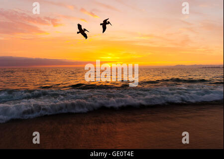 Silhouetten der Vögel ist zwei große Seevögel fliegen gegen ein lebendigen und bunten Meer Sonnenuntergang wie eine sanfte Welle ans Ufer Rollen. Stockfoto