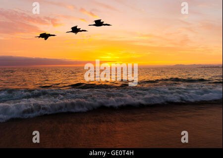 Silhouetten der Vögel ist zwei große Seevögel fliegen gegen einen lebendigen und bunten Meer Sonnenuntergang, wie eine sanfte Welle ans Ufer Rollen. Stockfoto