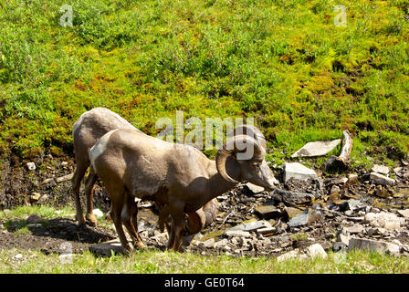 Dickhornschafe rammt Kananaskis Provincial Park-British Columbia-Kanada Stockfoto