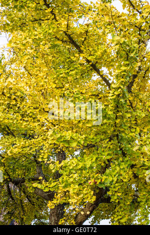 GInko Baum wechselnden Farben Stockfoto