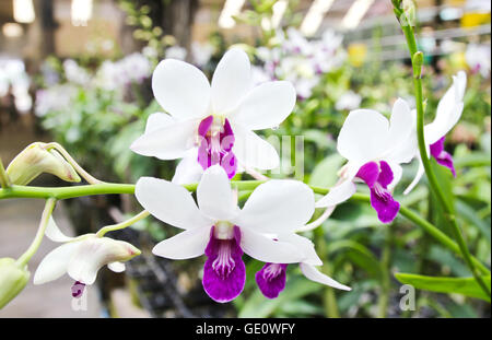 Weiße Orchidee blüht im Garten. Stockfoto
