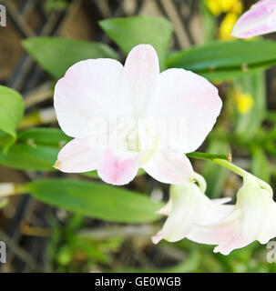 Weiße Orchidee blüht im Garten. Stockfoto