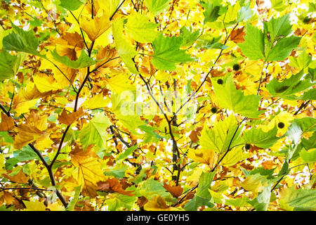 Bunte Ahornblätter im Herbst Baum. Schönheit in der Natur. Saisonale natürliche Szene. Lebendigen Farben. Stockfoto