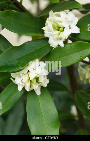 Daphne Odora Alba Stockfoto